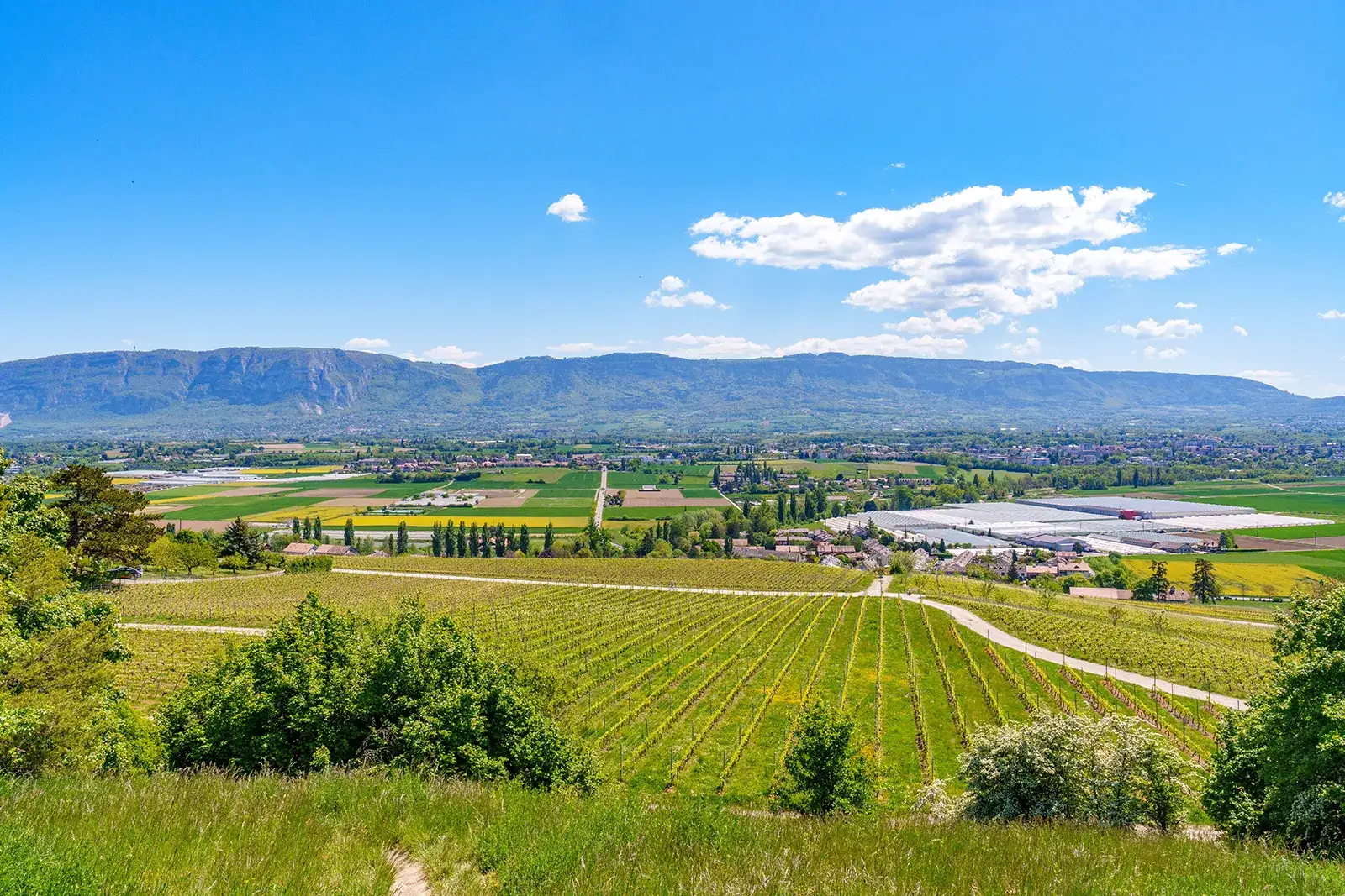 Vue depuis le Signal de Bernex sur la campagne et le Salève