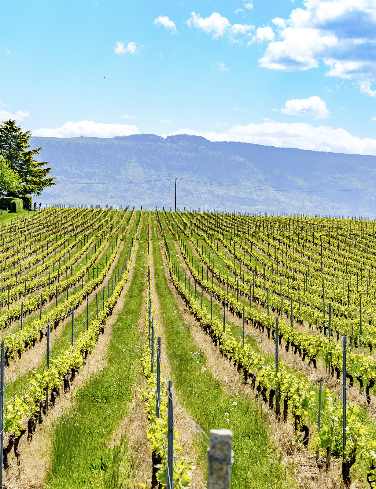 Vinyard-lully-vertical